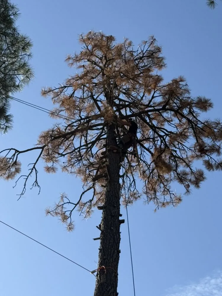 Trusted landscape design for year-round maintenance across Payson, AZ - Lumberjacks