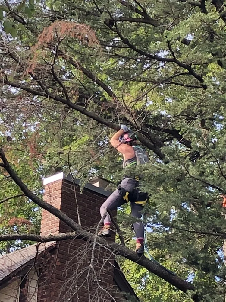 Local lawn care service for outdoor upgrades in Norman, OK by Lumberjane Tree Services