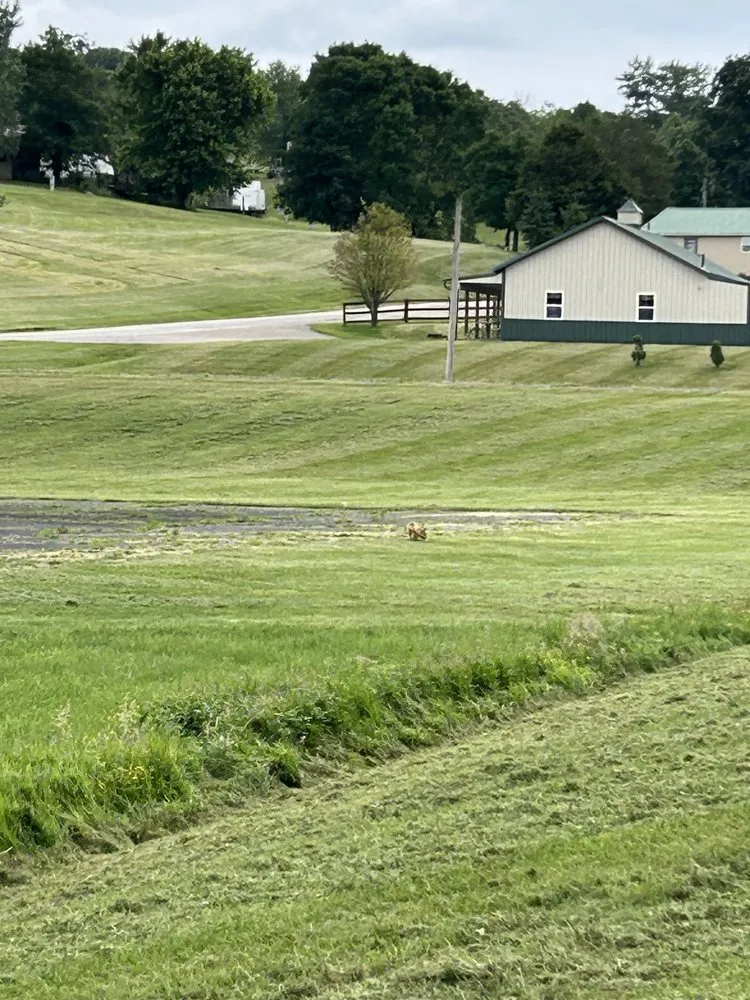 Professional yard cleanup service near you in Bethesda, OH by Lumberjaxe mowing