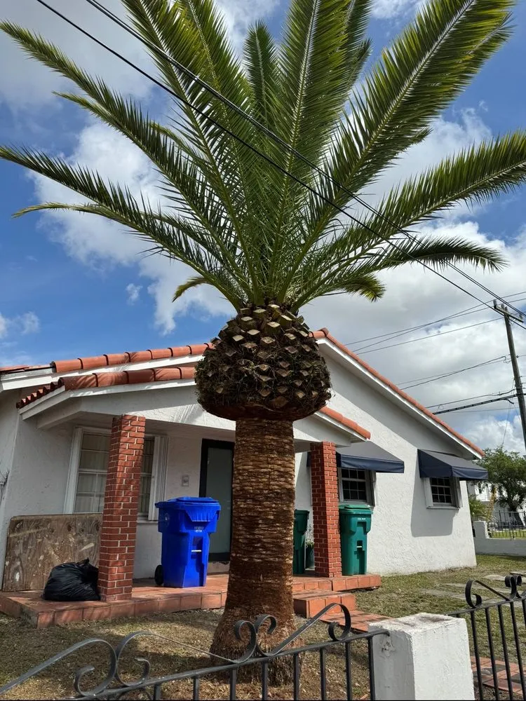 Professional yard cleanup service for year-round maintenance across Miami, FL - Luminous Lightscape