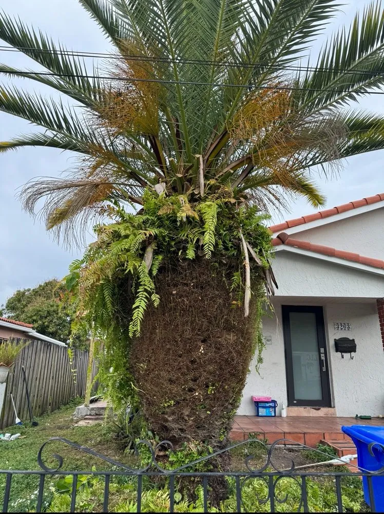 Expert landscaping services for year-round maintenance across Miami, FL - Luminous Lightscape