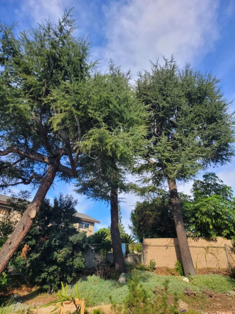 Expert lawn care service for residential properties in La Habra, CA by Luna Landscaping Services