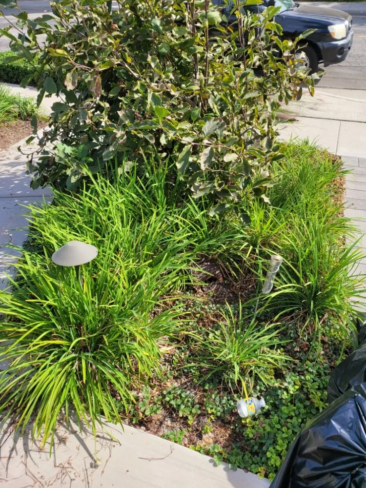 Trusted outdoor landscaping experts serving La Habra, CA - Luna Landscaping Services