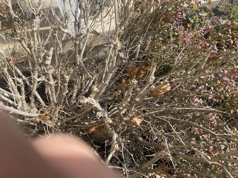 Expert lawn care service for outdoor upgrades in Lexington, KY by Luna Lawn and Landscaping Services