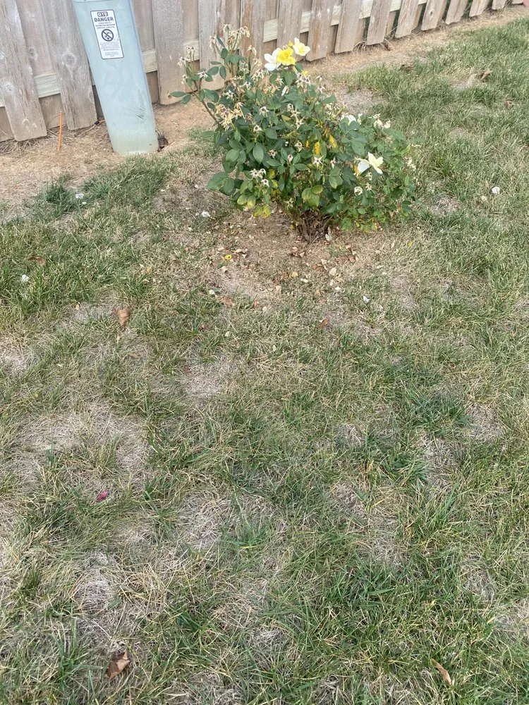 Professional lawn care service for homes in Lexington, KY by Luna Lawn and Landscaping Services