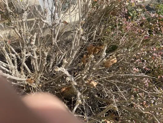 Luna Lawn and Landscaping Services