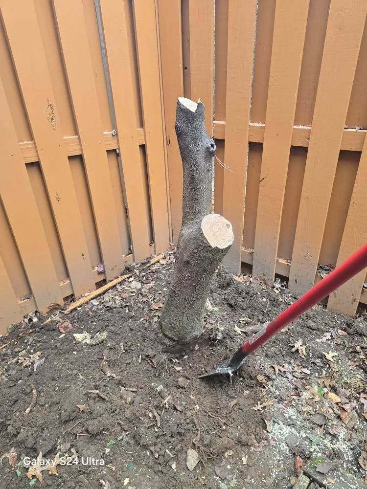 Local residential landscaping experts serving Orange, VA - Luna Tree & Landscape Service