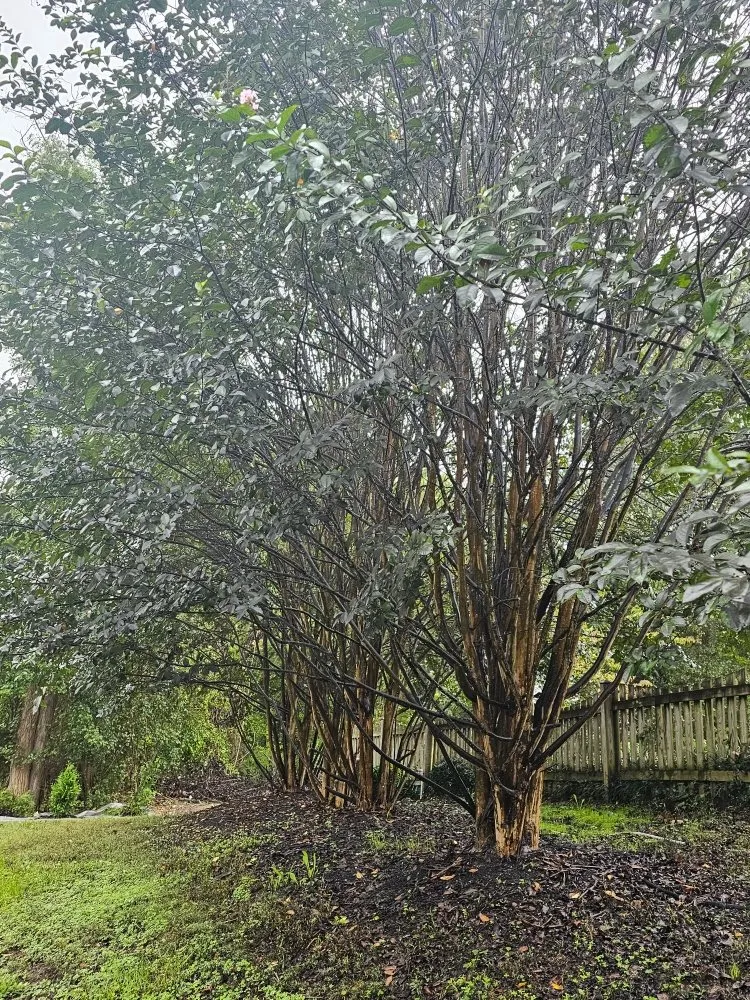 Top-rated landscape installation in Orange, VA - Luna Tree & Landscape Service