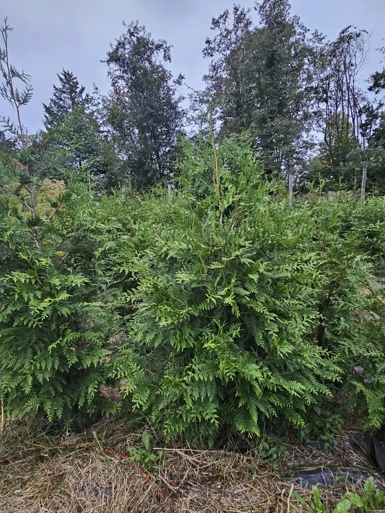 Top-rated garden landscaping with custom design across Orange, VA - Luna Tree & Landscape Service