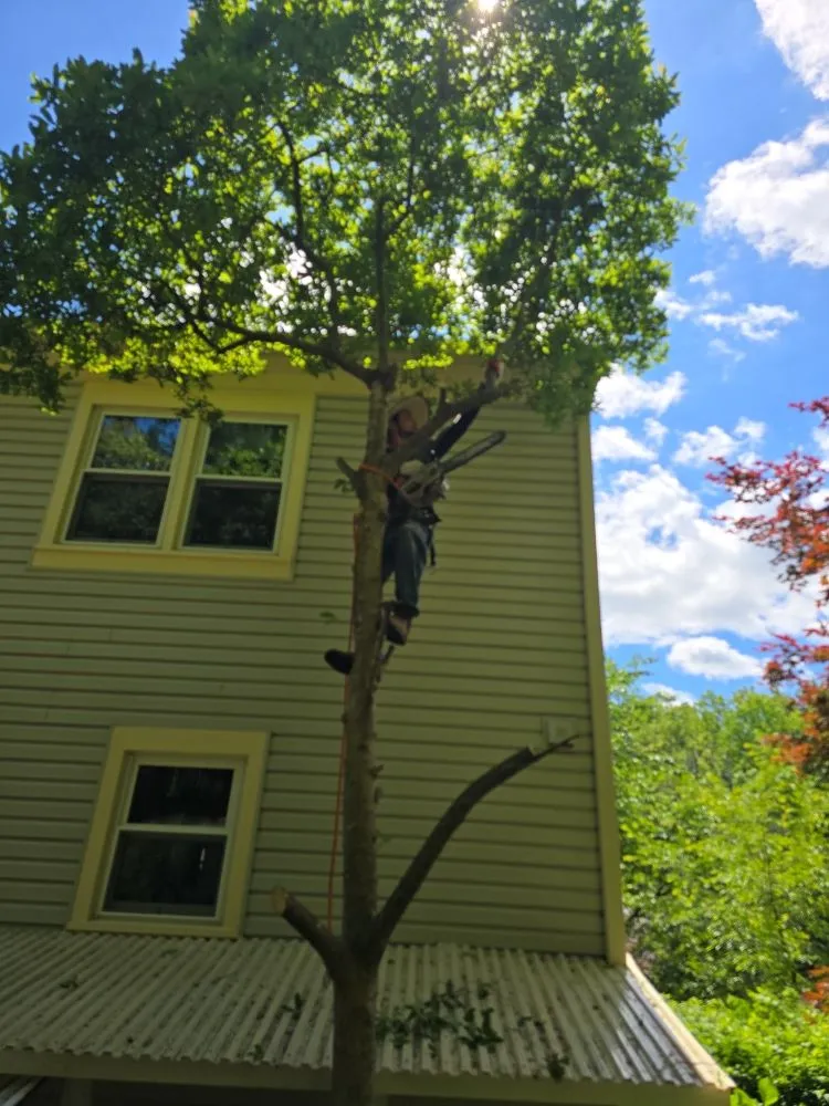 Trusted landscaping services experts serving Orange, VA - Luna Tree & Landscape Service