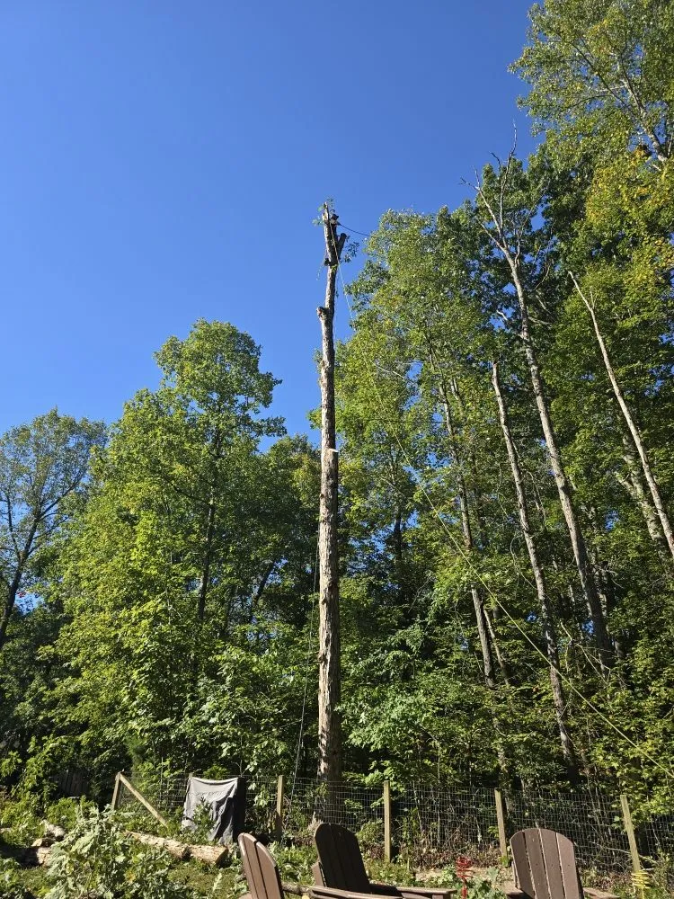 Top-rated lawn mowing service with custom design across Orange, VA - Luna Tree & Landscape Service