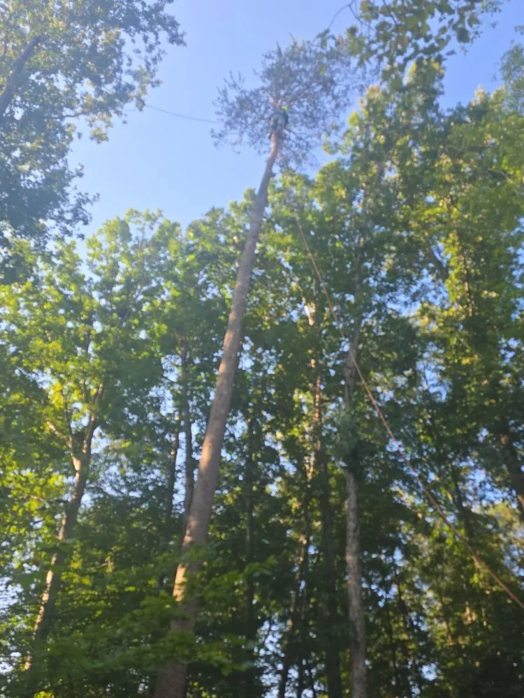 Top-rated landscape installation with custom design in Orange, VA by Luna Tree & Landscape Service