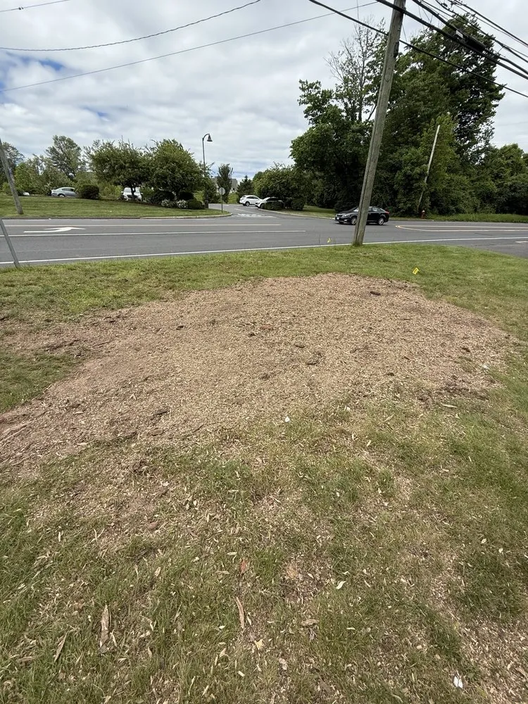 Local landscape design for beautiful yards across West Hartford, CT - Luna Tree Care