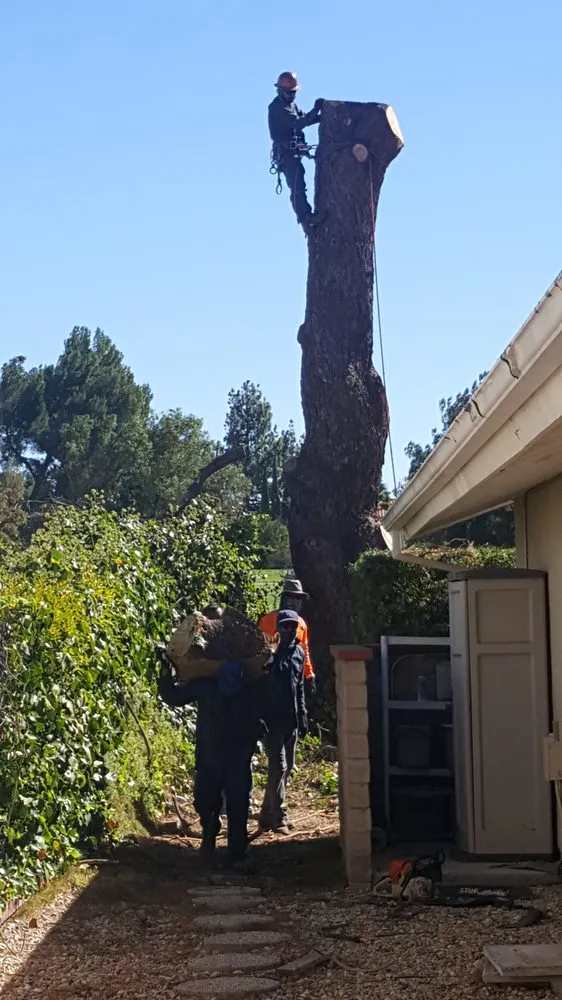 Trusted yard cleanup service experts serving Los Angeles, CA - LunaBella Landscape Services
