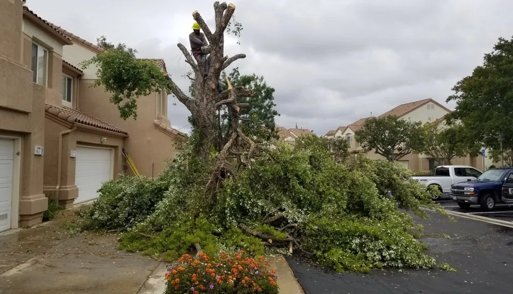 Custom yard cleanup service in Los Angeles, CA - LunaBella Landscape Services