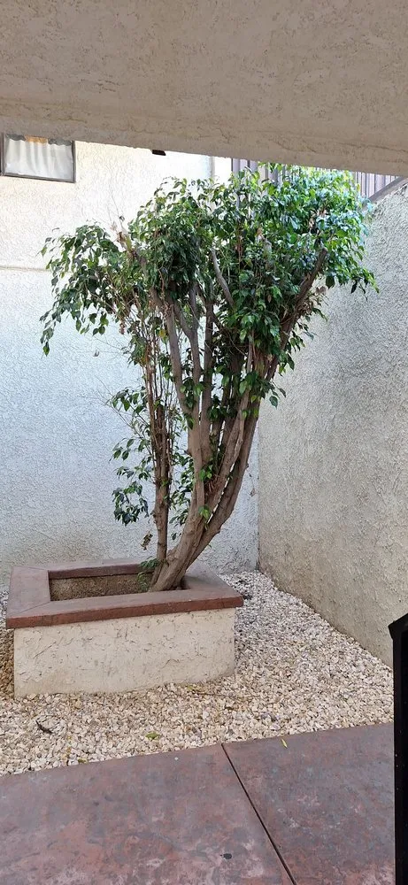 Custom lawn care service in Los Angeles, CA by LunaBella Landscape Services