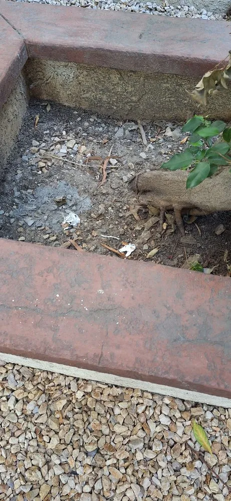 Affordable outdoor landscaping for homes in Los Angeles, CA by LunaBella Landscape Services