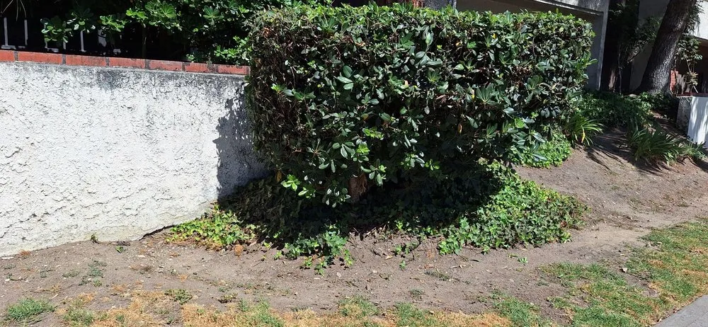 Affordable landscape design in Los Angeles, CA by LunaBella Landscape Services