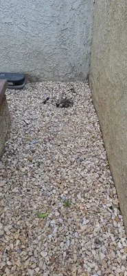 LunaBella Landscape Services Logo