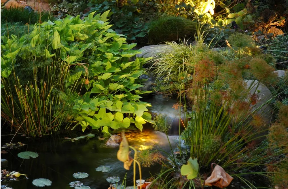 Trusted landscaping services experts serving Los Angeles, CA - Lunaquatic