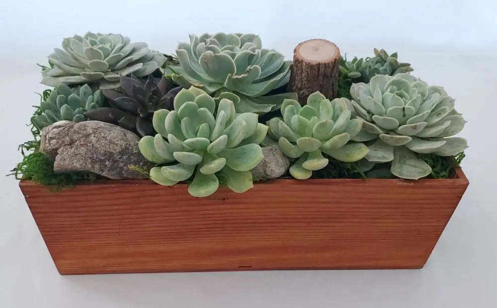 Affordable landscaping services for beautiful yards across Torrance, CA - Lunaria Thorne