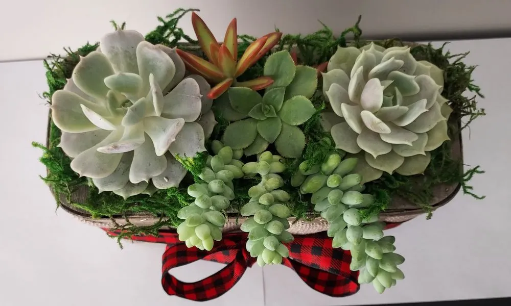 Affordable yard maintenance experts serving Torrance, CA - Lunaria Thorne