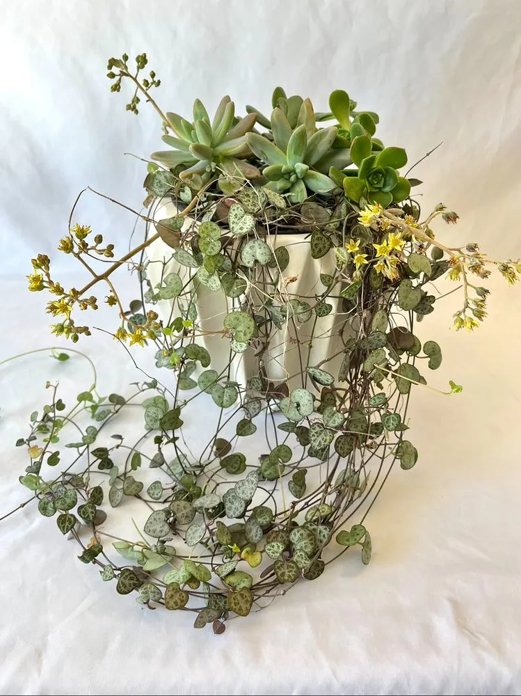 Top-rated yard cleanup service with custom design across Torrance, CA - Lunaria Thorne