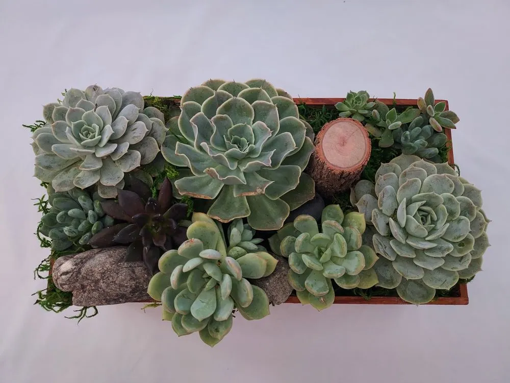 Affordable landscaping services in Torrance, CA - Lunaria Thorne