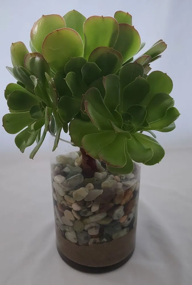 Affordable garden landscaping for residential properties in Torrance, CA by Lunaria Thorne