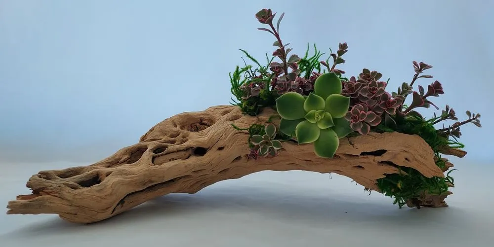 Expert outdoor landscaping for beautiful yards in Torrance, CA by Lunaria Thorne