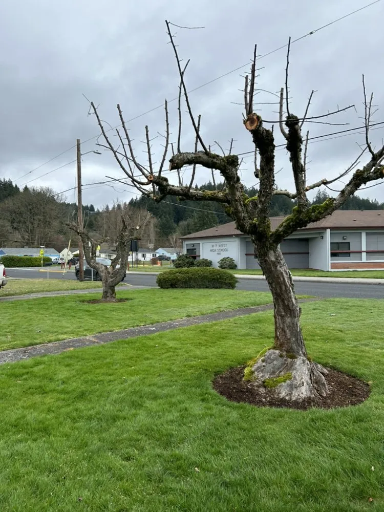 Affordable yard cleanup service for residential properties across Toledo, WA - Luna's Of Landscaping