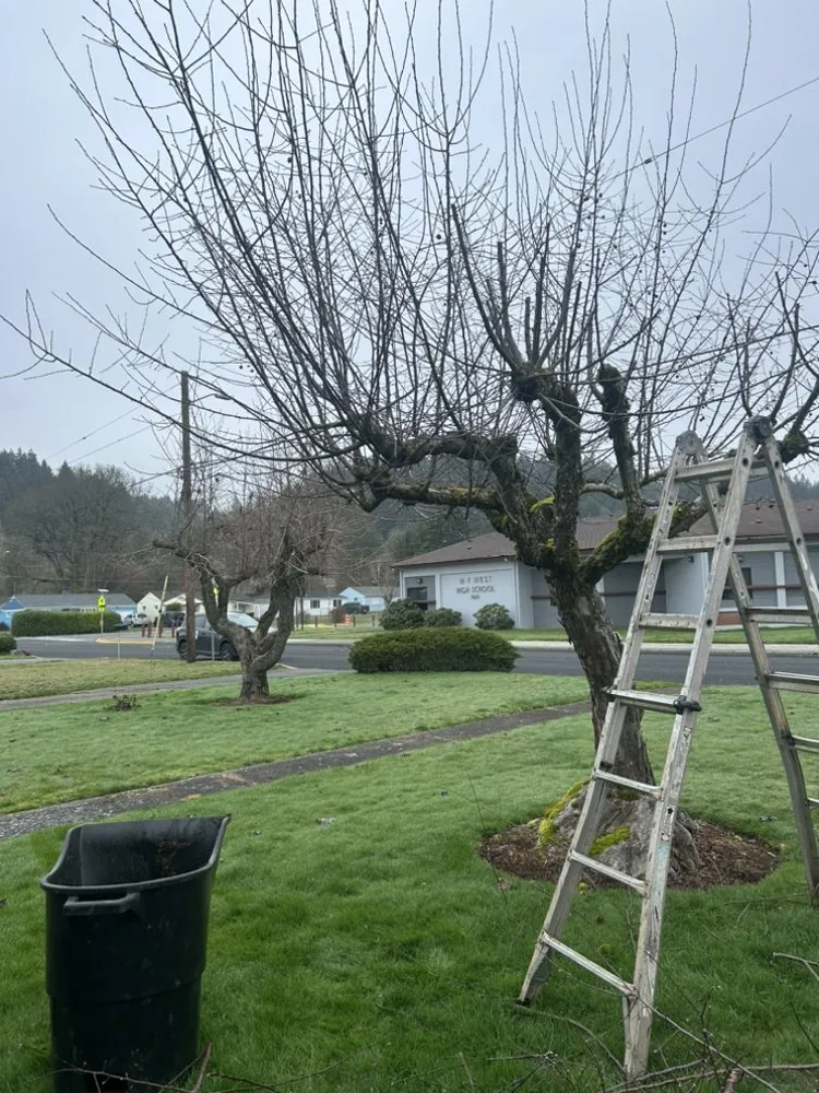 Affordable landscaping services for year-round maintenance in Toledo, WA by Luna's Of Landscaping