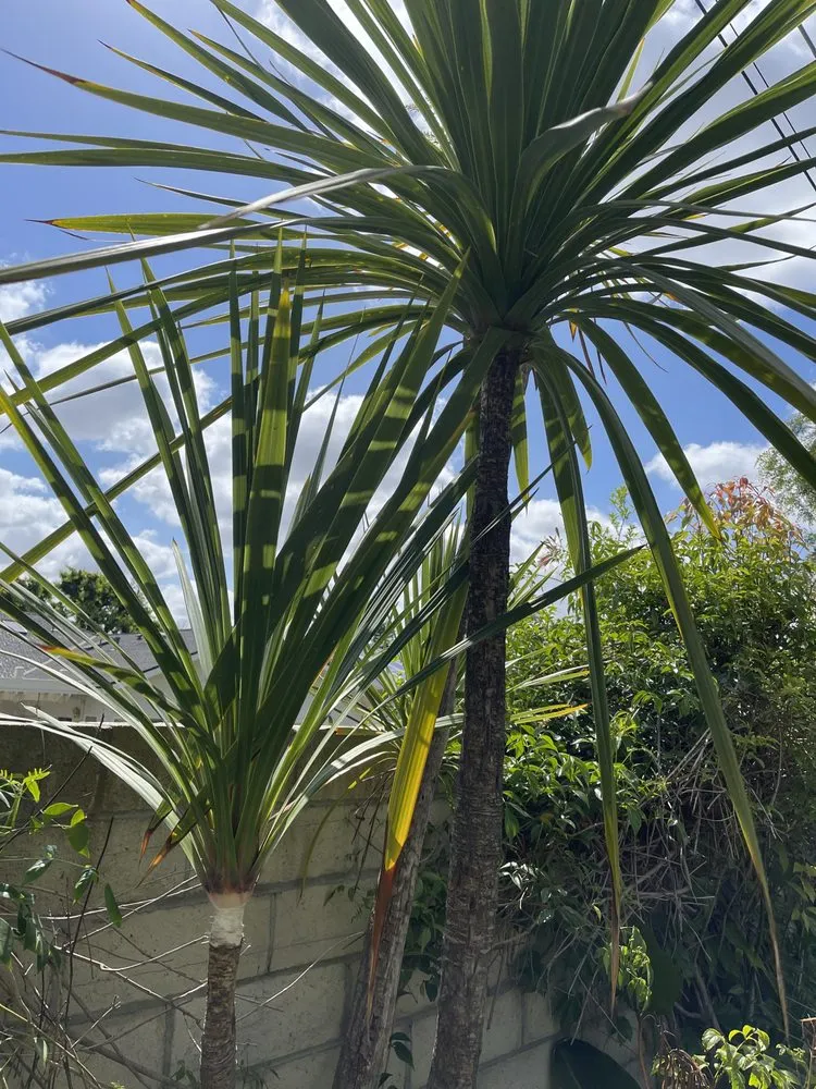 Top-rated garden landscaping with custom design across Fullerton, CA - Lunas services