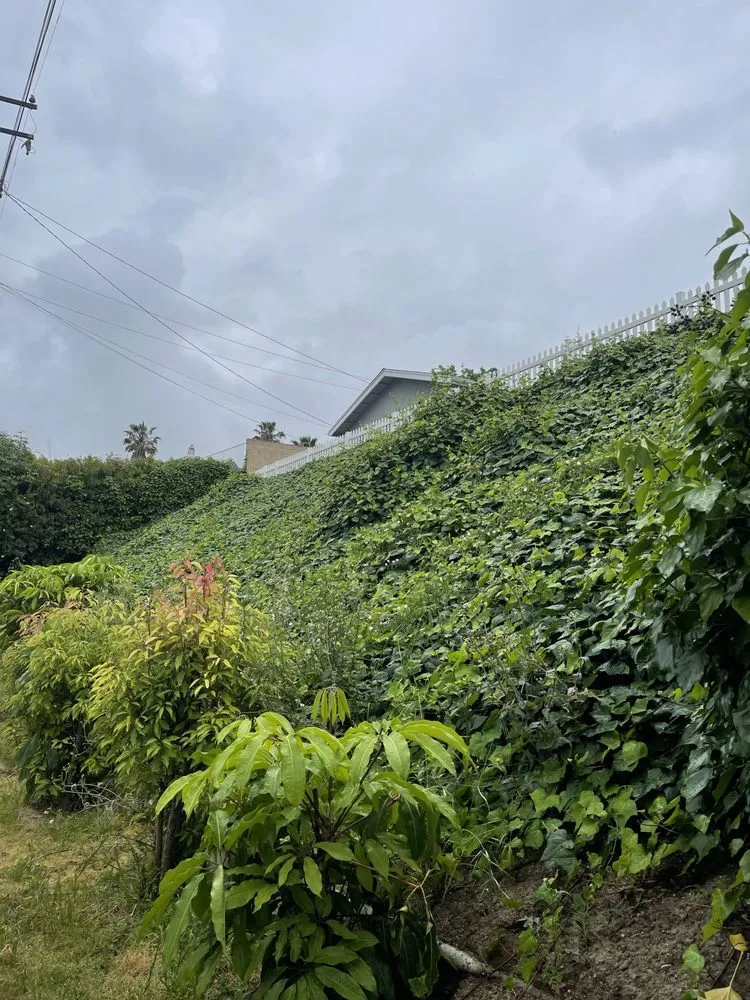 Affordable yard maintenance in Fullerton, CA by Lunas services