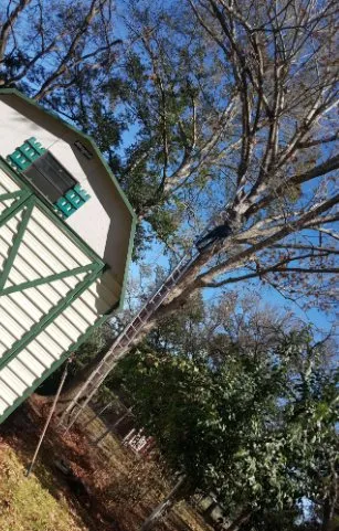 Professional lawn mowing service in San Antonio, TX by Luna's Tree Service