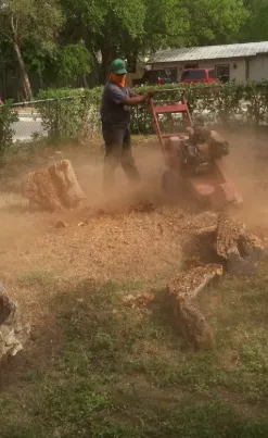 Top-rated yard maintenance experts serving San Antonio, TX - Luna's Tree Service