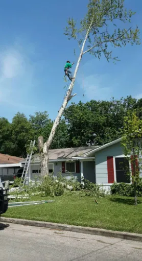Reliable yard cleanup service near you across San Antonio, TX - Luna's Tree Service