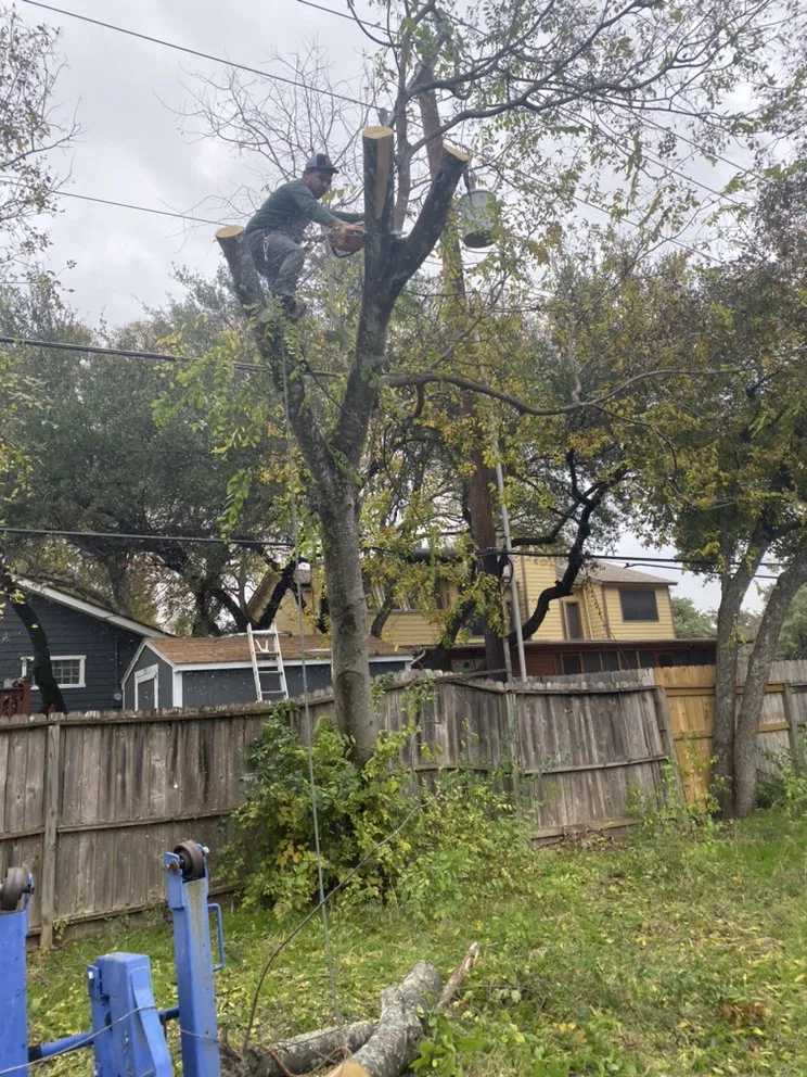 Expert landscape design experts serving San Antonio, TX - Luna's Tree Service