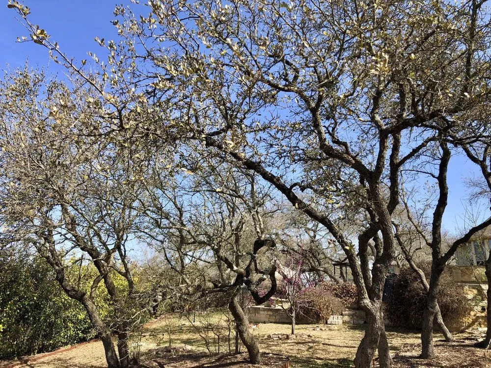 Expert outdoor landscaping for outdoor upgrades across San Antonio, TX - Luna's Tree Service