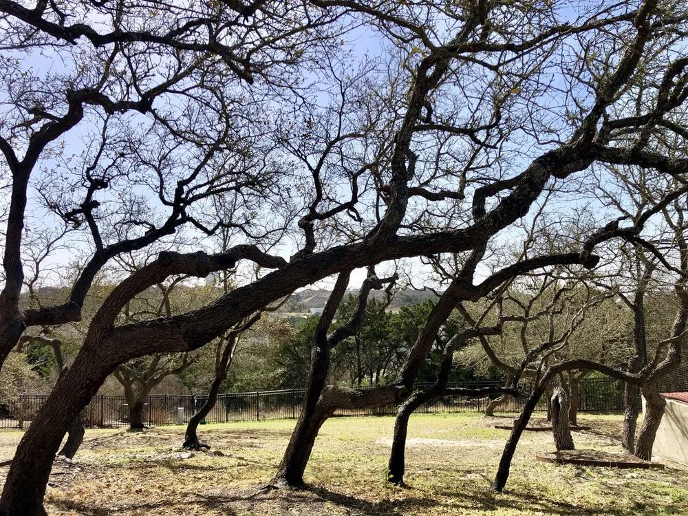 Expert garden landscaping for residential properties in San Antonio, TX by Luna's Tree Service