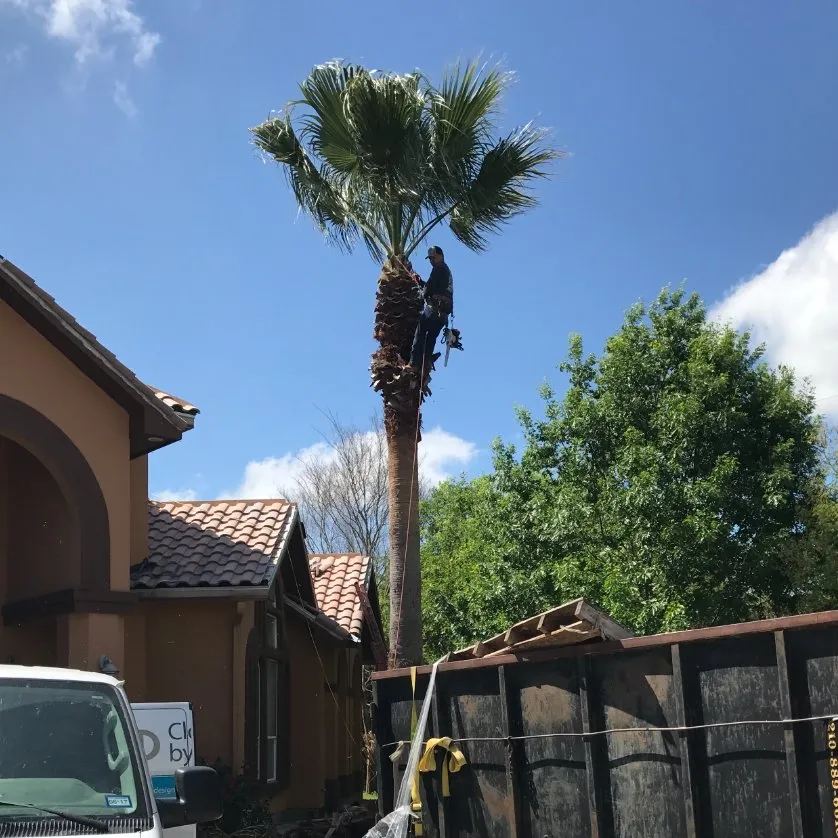 Expert landscape design for year-round maintenance in San Antonio, TX by Luna's Tree Service