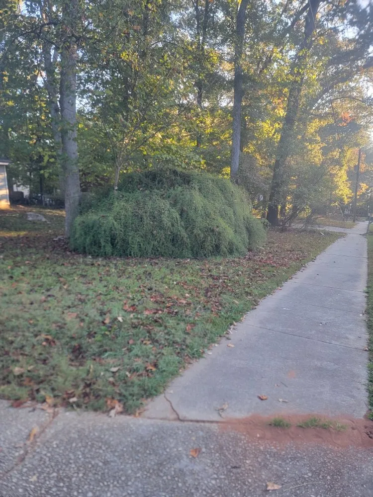 Affordable outdoor landscaping with custom design in Atlanta, GA by Luna's Trees