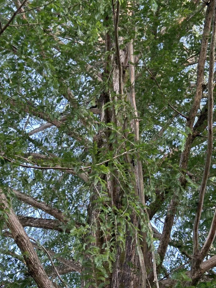 Custom lawn care service with custom design in Kingston, TN by Lunsford Land Design