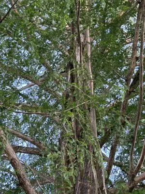 Lunsford Land Design Logo