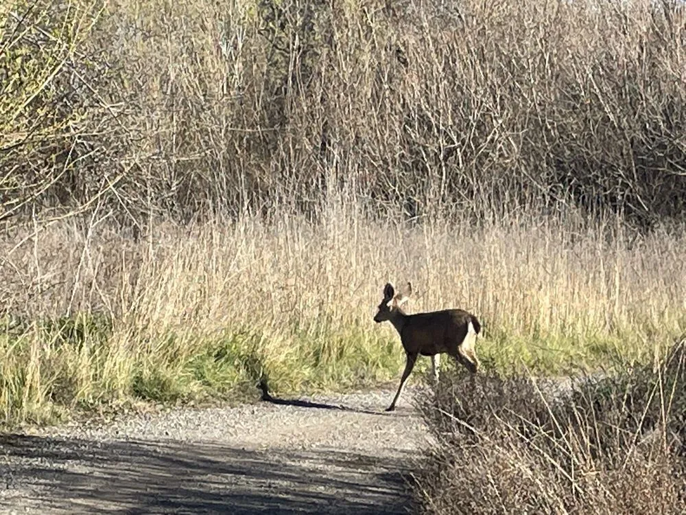 Custom outdoor landscaping in Redwood City, CA - Lupe Garden Landscaping