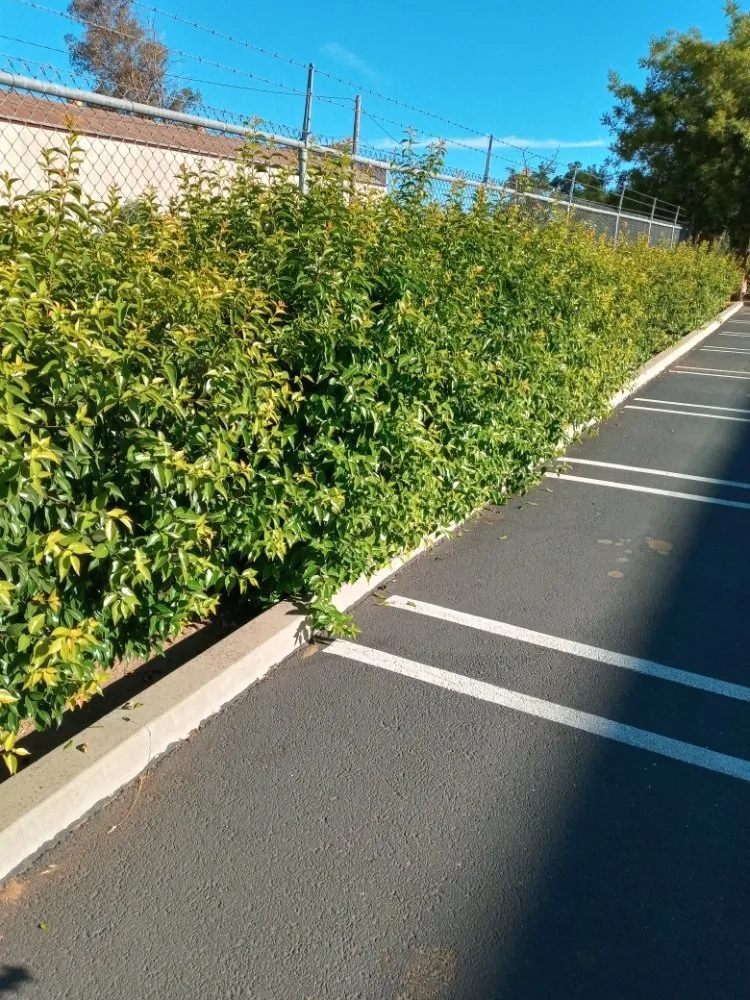 Affordable landscaping services for residential properties across Salida, CA - Lupe's Landscaping &maintenance