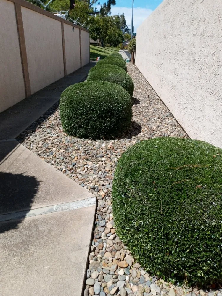 Affordable lawn care service for homes in Salida, CA by Lupe's Landscaping &maintenance