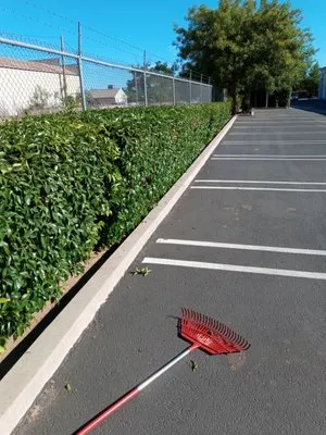 Lupe's Landscaping &maintenance