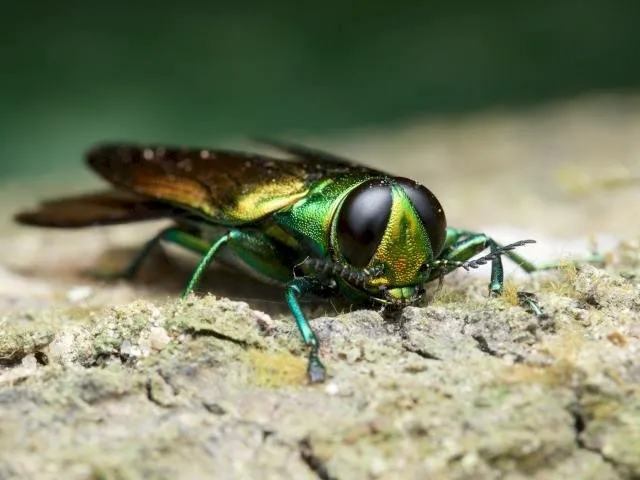 Trusted yard cleanup service for beautiful yards across Newton, MA - Lupien Tree & Landscape