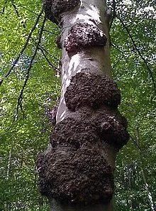 Affordable garden landscaping experts serving Newton, MA - Lupien Tree & Landscape